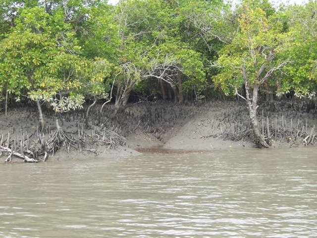 Sundarban_mangrove.jpg