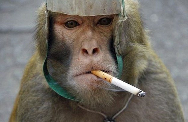 boss monkey.jpg