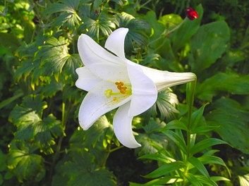 DAY LILY.jpg