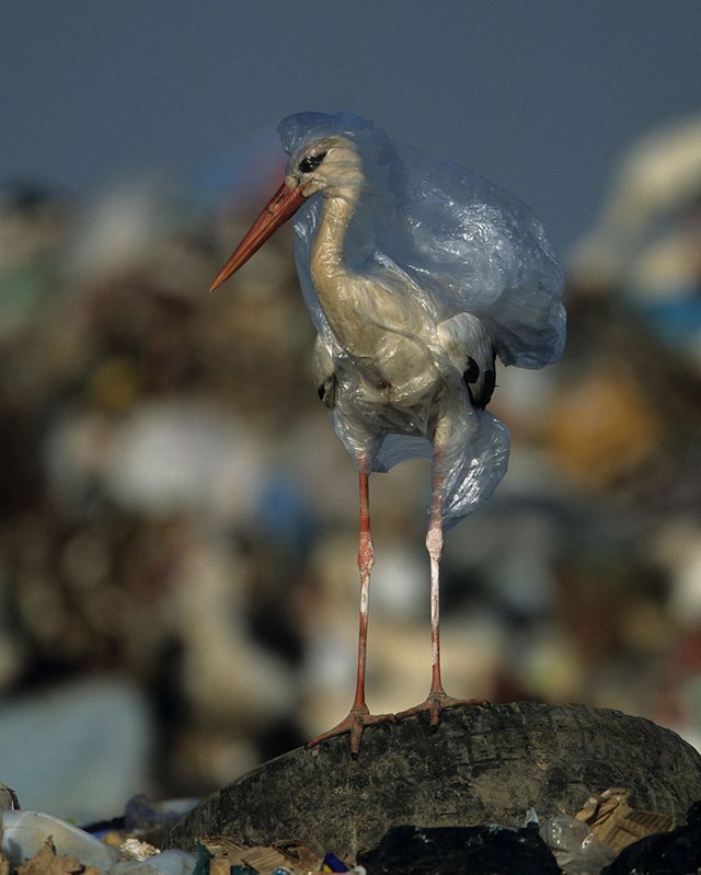plastic-crisis-impact-on-wildlife-national-geographic-june-issue-cover-9-5afd83f808949__880.jpg