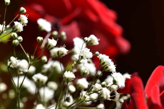 Gypsophila red rose 1.jpg