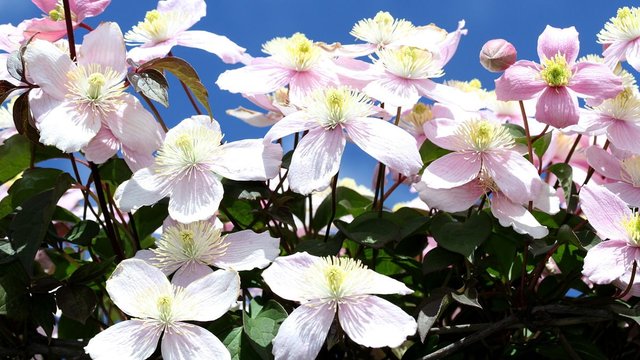 Clematis n3 BY 2017-10-24.jpg