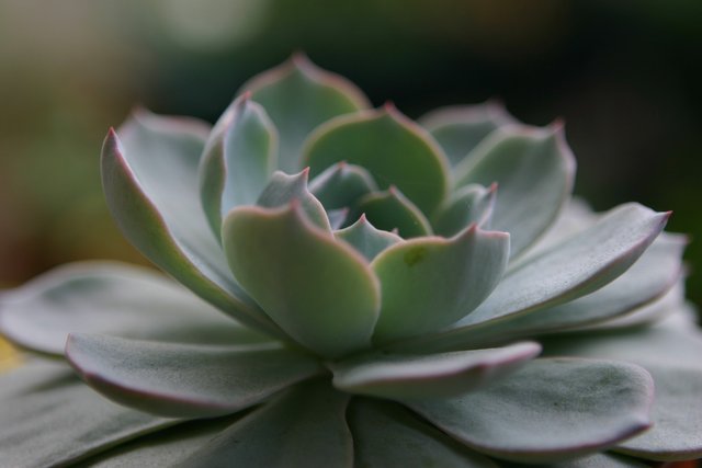 succulent-plants-757434_1920.jpg