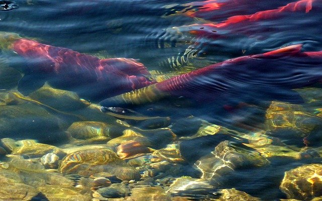 sockeye-salmon-52272_640.jpg