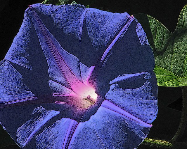 Morning Glory 2.jpg