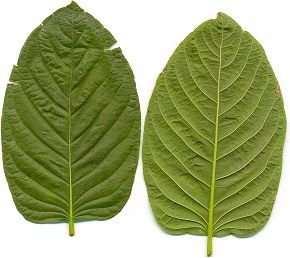 Kratomgadens-Kratom-leafes.jpg