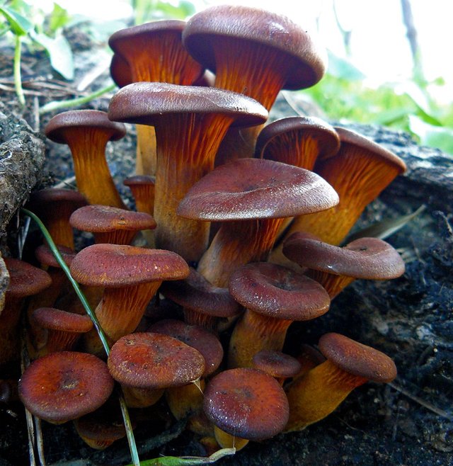 mushroms brown group.JPG