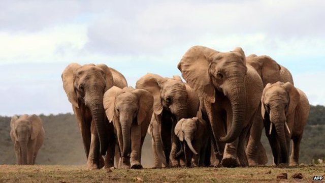 Herds of elephant.jpg