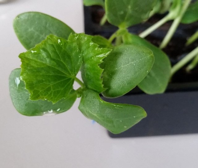 feb26seedlings5.jpg