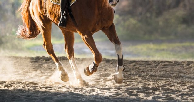 Horse-run-760x400.jpg