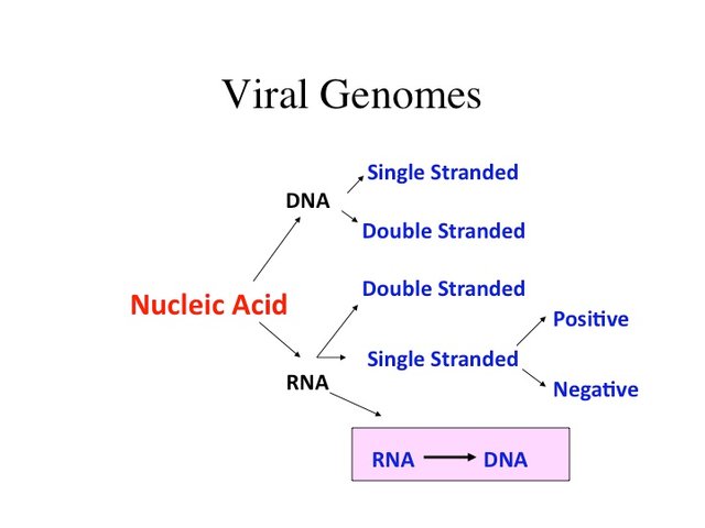 genome.jpg