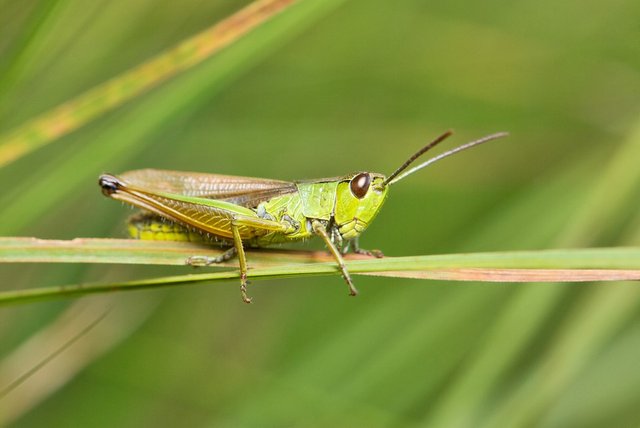 grasshopper-538482_960_720.jpg