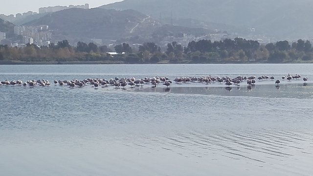 IMG_20171115_140002.jpg