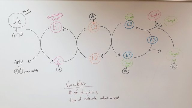 Ubiquitin enzyme cascade.jpg