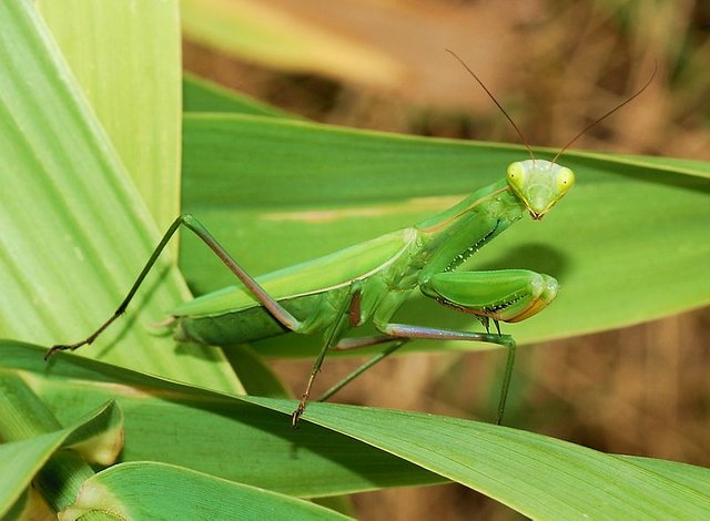 800px-Mantid_August_2007-2.jpg