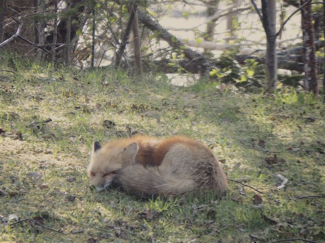 Momma Fox getting some shuteye.jpg