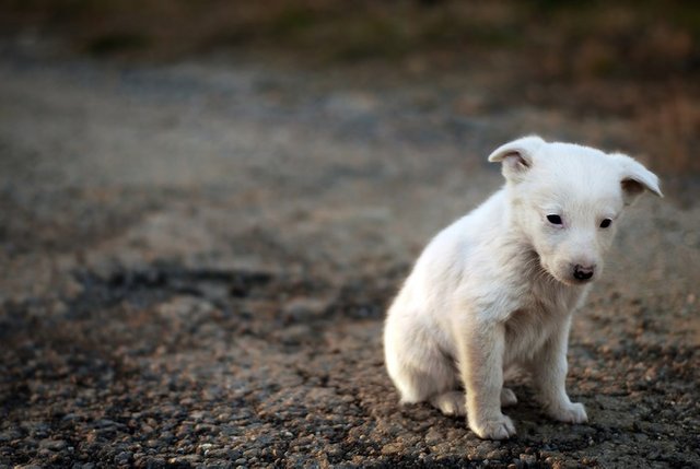 perrito triste.jpg