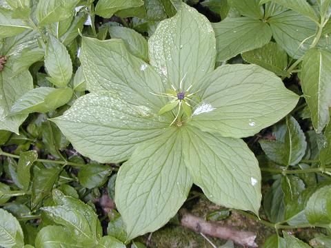 Herb Paris 6.jpg