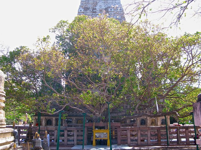 1200px-Bodhgaya_3639641913_f4c5f73689_t.jpg