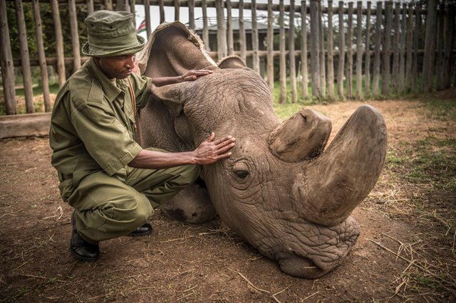 whiterhino.jpg