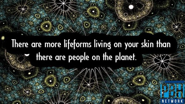 lifeforms-living-on-your-skin.jpg