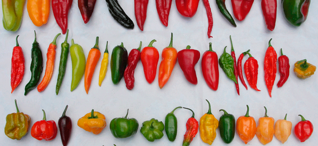 Chiles....png