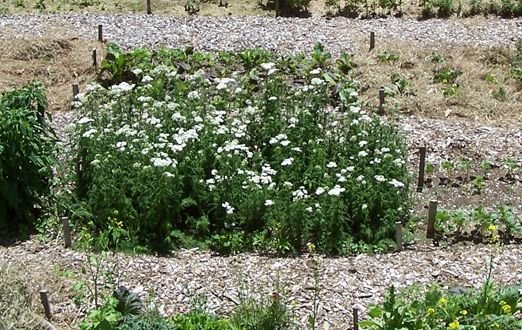 New Herb garden - mulching done yarrow crop June 2017.jpg