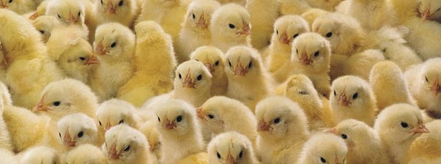 chicks inside a farm.jpg