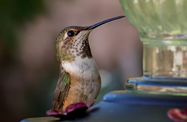 hummingbird1.jpg