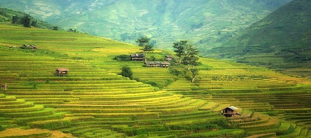 Rice Fields .jpg