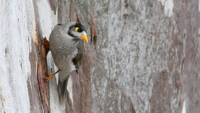 Noisy Miner 5.jpg