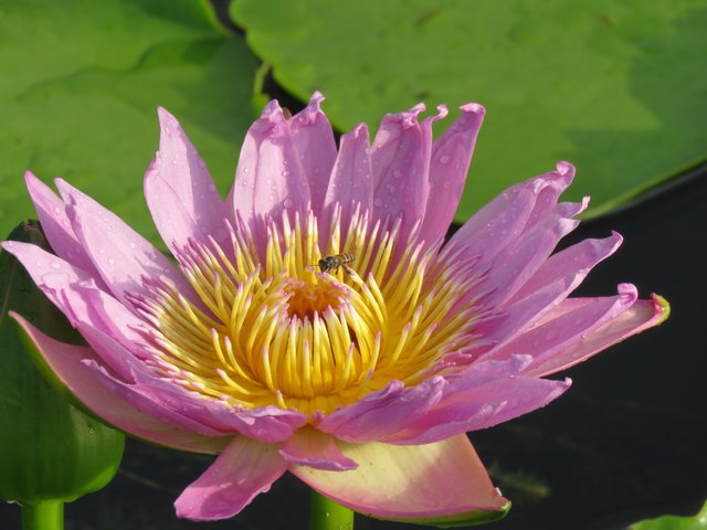 3. JvN Nymphaea (Waterlily) and Bee.JPG