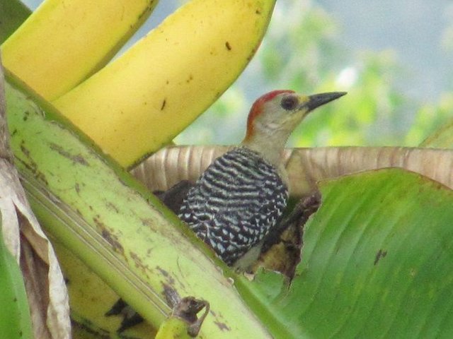 Melanerpes rubicapillus-Carpintero habado.jpg