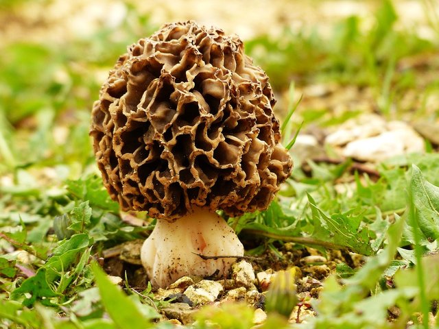 morel-1336524_960_720.jpg