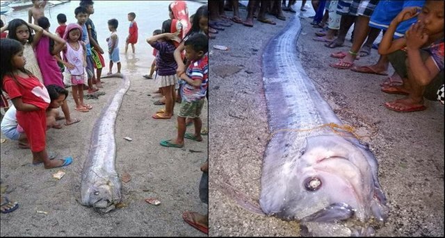 oarfish.jpg