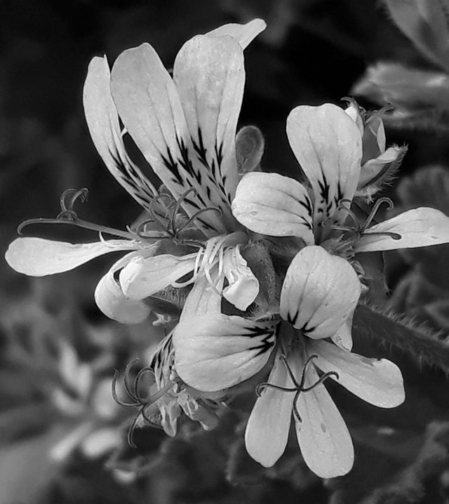 rose geranium.jpg