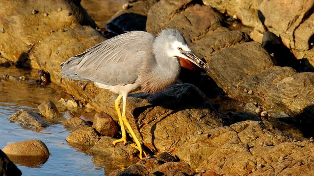 White-faced Heron n3.jpg