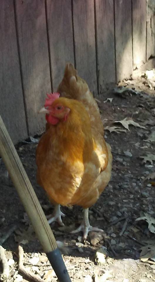 chicken.jpg