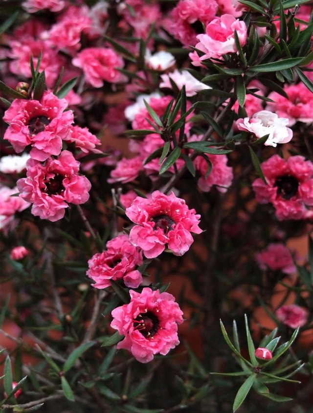 Red Plum Flower 赤い梅の花 Steemit