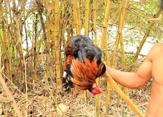 Berburu Ayam Hutan dengan Batu Runcing .jpg