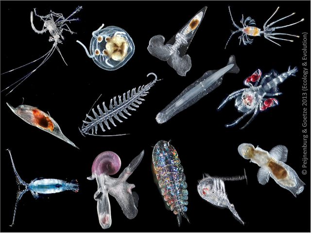 zooplankton-underwater.png