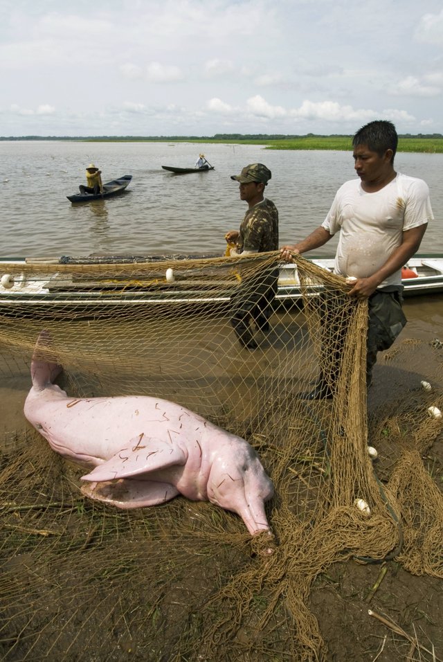 106_el_delfin_rosado_del_amazonas_no_es_carnada_2.jpg