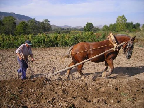 Arado-a-Caballo-491x368.jpg