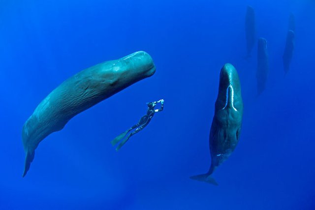 sperm-whales-sleep-franco-banfi-2-5968931f1da2a__700.jpg