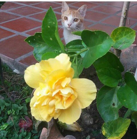 gato y flor.JPG