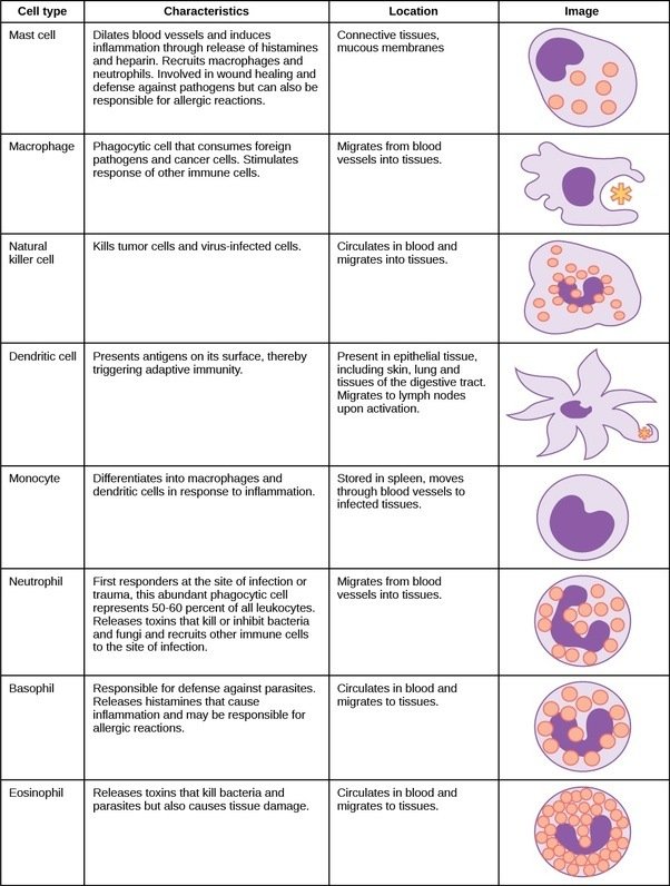 types of white blood cells and functions