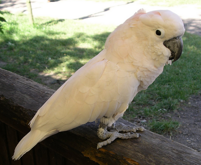 burung-kakak-tua-maluku.png