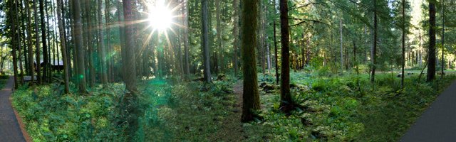 180_degree_forrest_panorama_by_wodenphoto-d4a7pxb.jpg