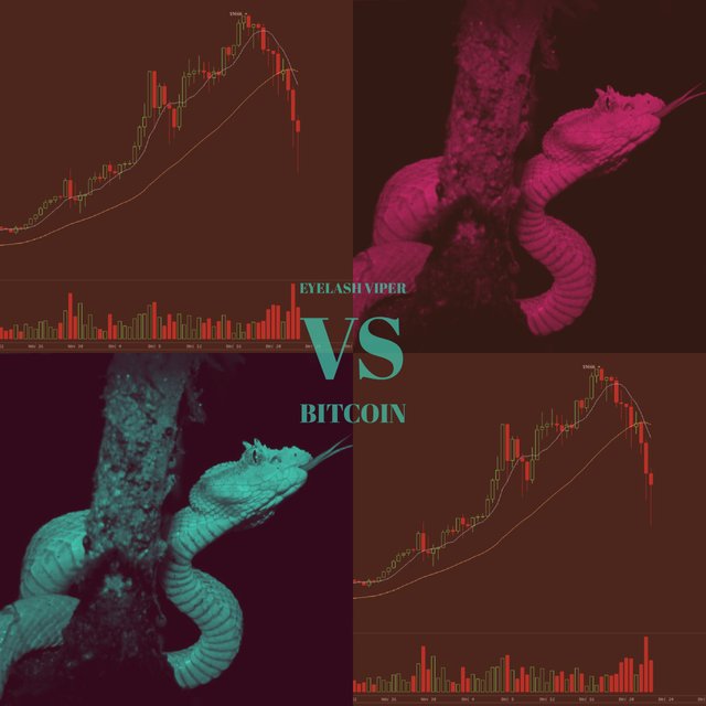 eyelash viper vs bitcoin.jpg