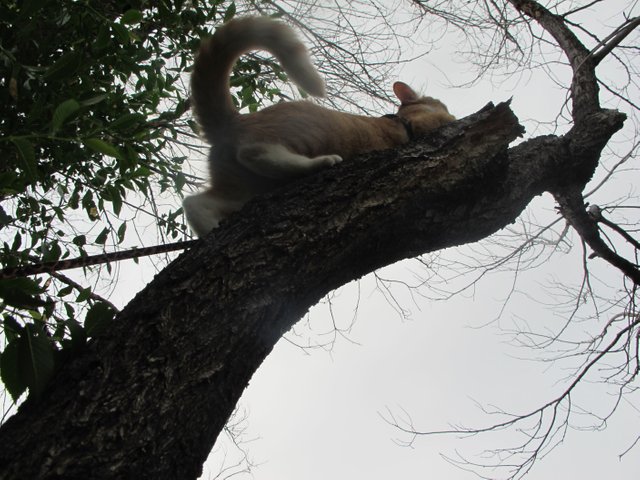 Cat in tree